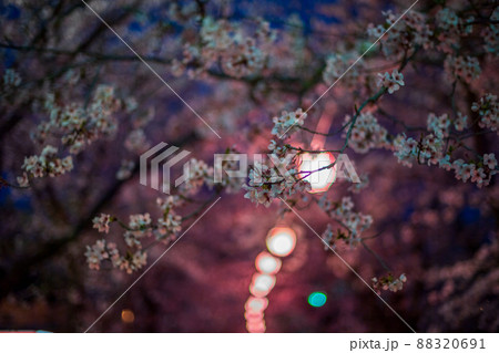 菊池神社の参道に赤い絨毯と夜桜と祭りの提灯が浮かび上がる風景 菊池神社の参道に赤い絨毯と夜桜と祭りの提灯が浮かび上がる風景 88320691