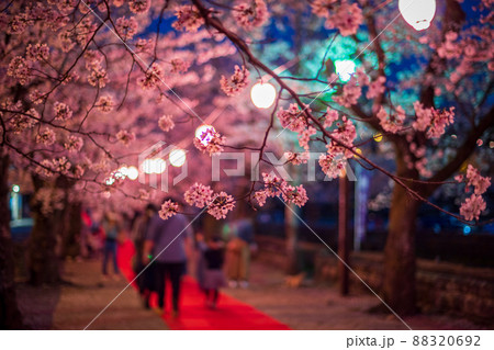 菊池神社の参道に赤い絨毯と夜桜と祭りの提灯が浮かび上がる風景 88320692