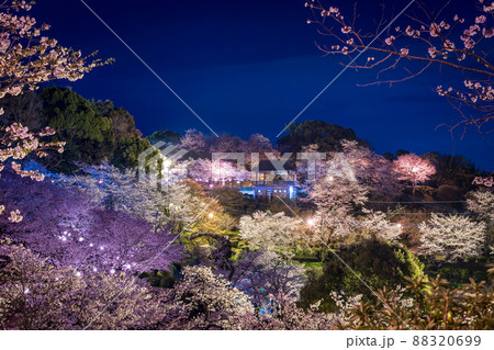 菊池神社の参道に赤い絨毯と夜桜と祭りの提灯が浮かび上がる風景 菊池神社の参道に赤い絨毯と夜桜と祭りの提灯が浮かび上がる風景 88320699