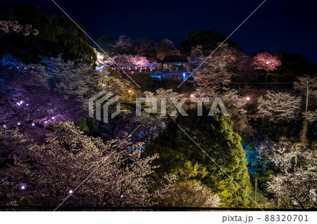 菊池神社の参道に赤い絨毯と夜桜と祭りの提灯が浮かび上がる風景 菊池神社の参道に赤い絨毯と夜桜と祭りの提灯が浮かび上がる風景 88320701