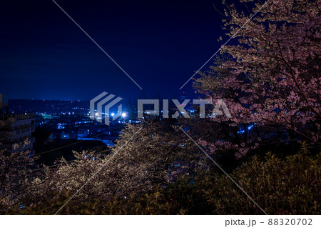 菊池神社の参道に赤い絨毯と夜桜と祭りの提灯が浮かび上がる風景 菊池神社の参道に赤い絨毯と夜桜と祭りの提灯が浮かび上がる風景 88320702