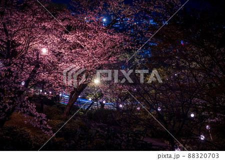 菊池神社の参道に赤い絨毯と夜桜と祭りの提灯が浮かび上がる風景 菊池神社の参道に赤い絨毯と夜桜と祭りの提灯が浮かび上がる風景 88320703