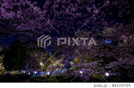 菊池神社の参道に赤い絨毯と夜桜と祭りの提灯が浮かび上がる風景 菊池神社の参道に赤い絨毯と夜桜と祭りの提灯が浮かび上がる風景 88320704