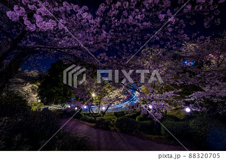菊池神社の参道に赤い絨毯と夜桜と祭りの提灯が浮かび上がる風景 菊池神社の参道に赤い絨毯と夜桜と祭りの提灯が浮かび上がる風景 88320705