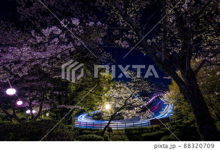 菊池神社の参道に赤い絨毯と夜桜と祭りの提灯が浮かび上がる風景 88320709