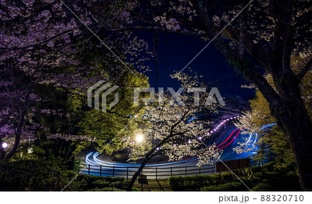 菊池神社の参道に赤い絨毯と夜桜と祭りの提灯が浮かび上がる風景 88320710