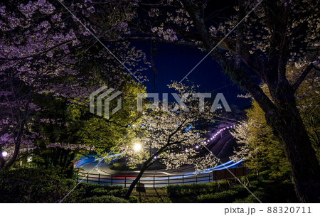 菊池神社の参道に赤い絨毯と夜桜と祭りの提灯が浮かび上がる風景 菊池神社の参道に赤い絨毯と夜桜と祭りの提灯が浮かび上がる風景 88320711