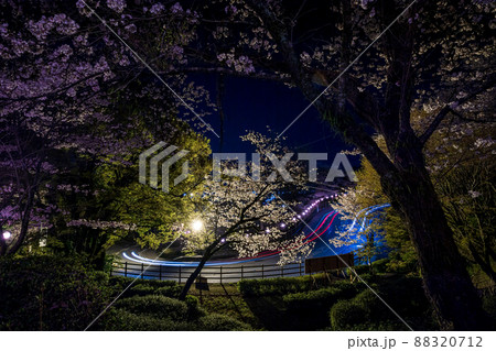 菊池神社の参道に赤い絨毯と夜桜と祭りの提灯が浮かび上がる風景 88320712