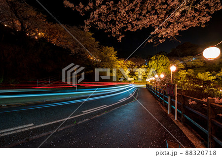 菊池神社の参道に赤い絨毯と夜桜と祭りの提灯が浮かび上がる風景 88320718