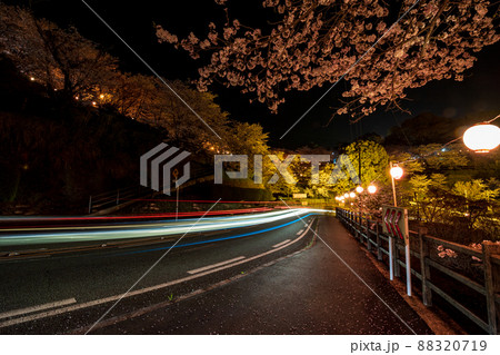 菊池神社の参道に赤い絨毯と夜桜と祭りの提灯が浮かび上がる風景 88320719