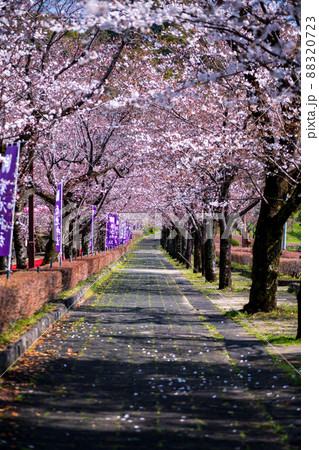 菊池神社の参道に赤い絨毯と夜桜と祭りの提灯が浮かび上がる風景 菊池神社の参道に赤い絨毯と夜桜と祭りの提灯が浮かび上がる風景 88320723