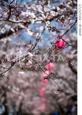 菊池神社の参道に赤い絨毯と夜桜と祭りの提灯が浮かび上がる風景 88320725