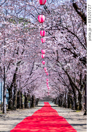 菊池神社の参道に赤い絨毯と夜桜と祭りの提灯が浮かび上がる風景 88320727