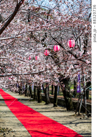 菊池神社の参道に赤い絨毯と夜桜と祭りの提灯が浮かび上がる風景 88320736