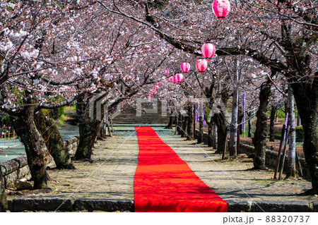 菊池神社の参道に赤い絨毯と夜桜と祭りの提灯が浮かび上がる風景 88320737