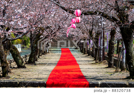 菊池神社の参道に赤い絨毯と夜桜と祭りの提灯が浮かび上がる風景 88320738