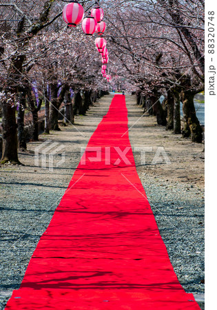 菊池神社の参道に赤い絨毯と夜桜と祭りの提灯が浮かび上がる風景 88320748