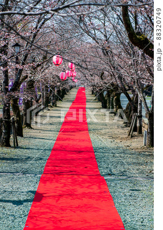 菊池神社の参道に赤い絨毯と夜桜と祭りの提灯が浮かび上がる風景 菊池神社の参道に赤い絨毯と夜桜と祭りの提灯が浮かび上がる風景 88320749