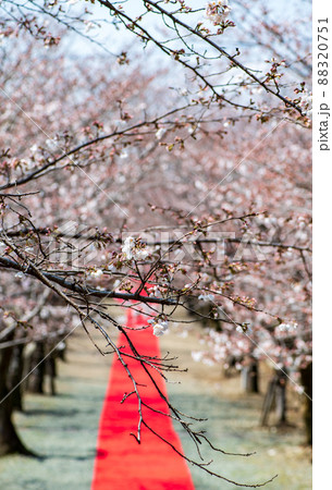 菊池神社の参道に赤い絨毯と夜桜と祭りの提灯が浮かび上がる風景 88320751