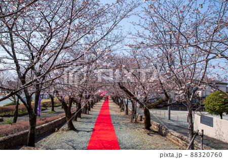 菊池神社の参道に赤い絨毯と夜桜と祭りの提灯が浮かび上がる風景 88320760