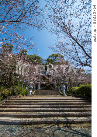 菊池神社の参道に赤い絨毯と夜桜と祭りの提灯が浮かび上がる風景 菊池神社の参道に赤い絨毯と夜桜と祭りの提灯が浮かび上がる風景 88320764