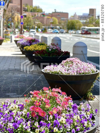 花の街浜松のきれいに咲く花々 花の街浜松のきれいに咲く花々 88320780