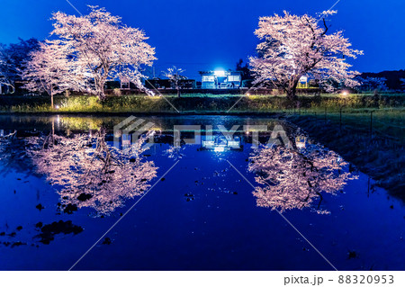桜のある風景　小湊鉄道　飯給駅の桜ライトアップ 88320953