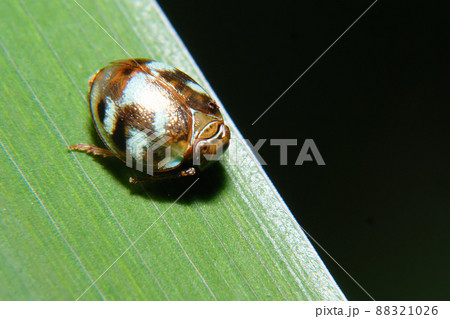 マルウンカ 88321026