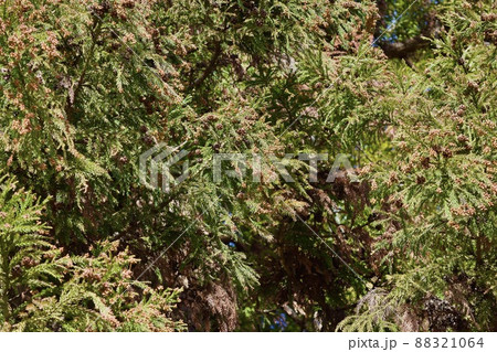 スギ花粉の頃 88321064