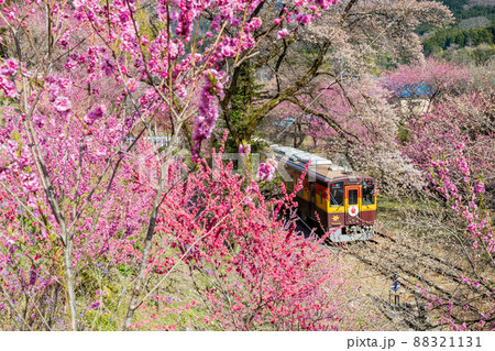 花盛りのわたらせ渓谷鉄道（わっしー号）1 88321131