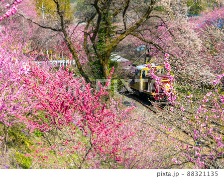花盛りのわたらせ渓谷鉄道（わたらせ渓谷号）1 88321135