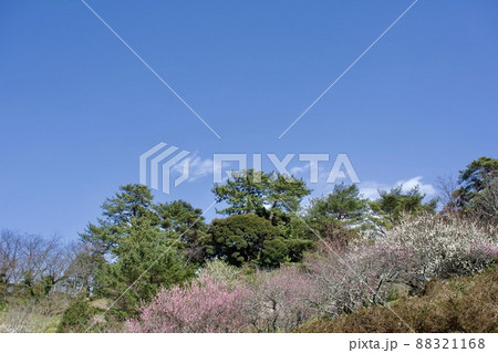 島根県 斐川公園の梅林の花 島根県 斐川公園の梅林の花 88321168