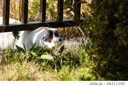 EOSRP.広島福山、柵をくぐる野良猫。 88321204