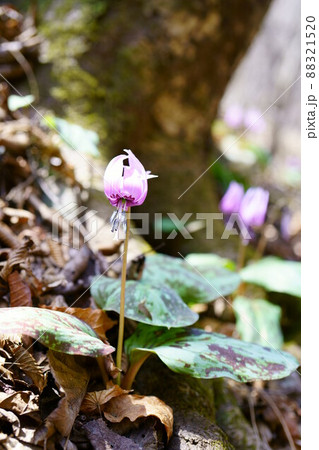 3050　カタクリ 88321520