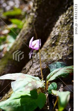 3047　カタクリ 88321523