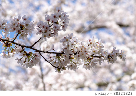 風景素材　穏やかな春陽を浴びて咲き誇る鮮やかな桜の花 88321823
