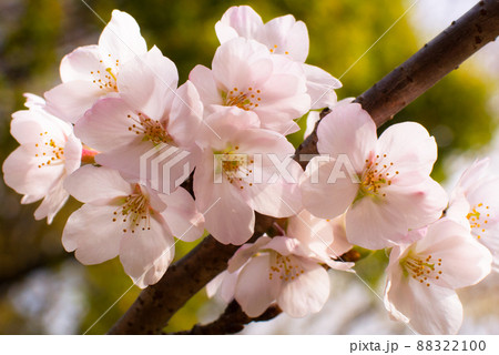 ふんわりとした桜の花 88322100