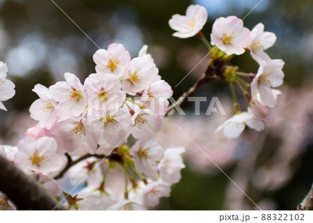 ふんわりとした桜の花 88322102