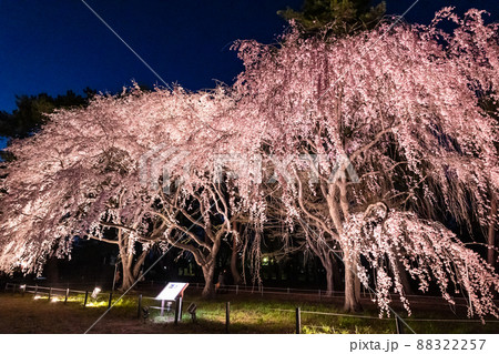 祇園の孫桜のライトアップ2 88322257