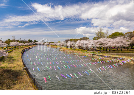 鶴生田川の桜と鯉のぼり4 88322264