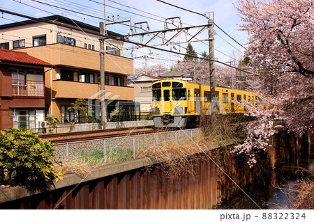 西武新宿線の武蔵関駅近くにある桜並木を通過する急行本川越行電車（3） 88322324