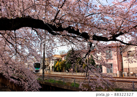 西武新宿線の武蔵関駅近くにある桜並木を通過する上り電車（1） 88322327
