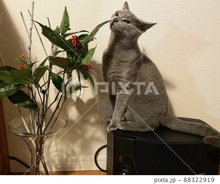 お正月のねこ お正月のねこ 88322919