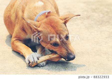 Brown Thai dog lying on the floor and eat bones. Brown Thai dog lying on the floor and eat bones. 88322933