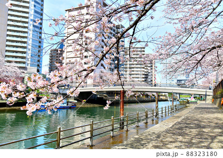 月島川(東京都中央区)【2022.4】 88323180