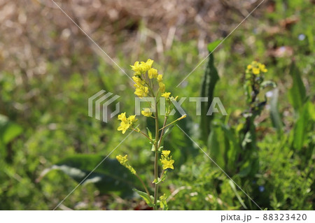 日本の早春の野原に咲く黄色い菜の花 88323420