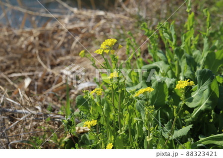 日本の早春の野原に咲く黄色い菜の花 日本の早春の野原に咲く黄色い菜の花 88323421