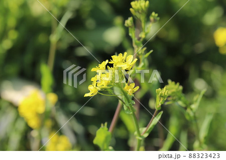 日本の早春の野原に咲く黄色い菜の花 88323423