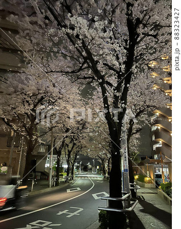 夜桜 88323427