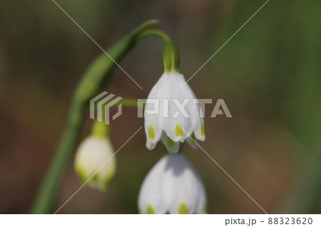 日本の早春の庭に咲く白いスノーフレークの花 日本の早春の庭に咲く白いスノーフレークの花 88323620